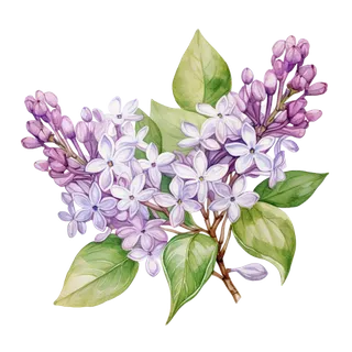 Life of Lilac, clip art preview